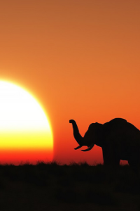 Out of Africa